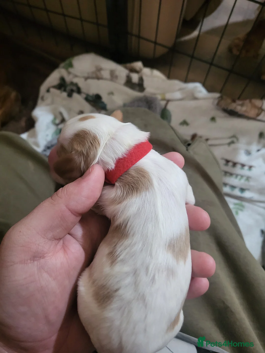 Cocker Spaniel dogs for sale: working cocker spaniels in Ashington - Advert 13