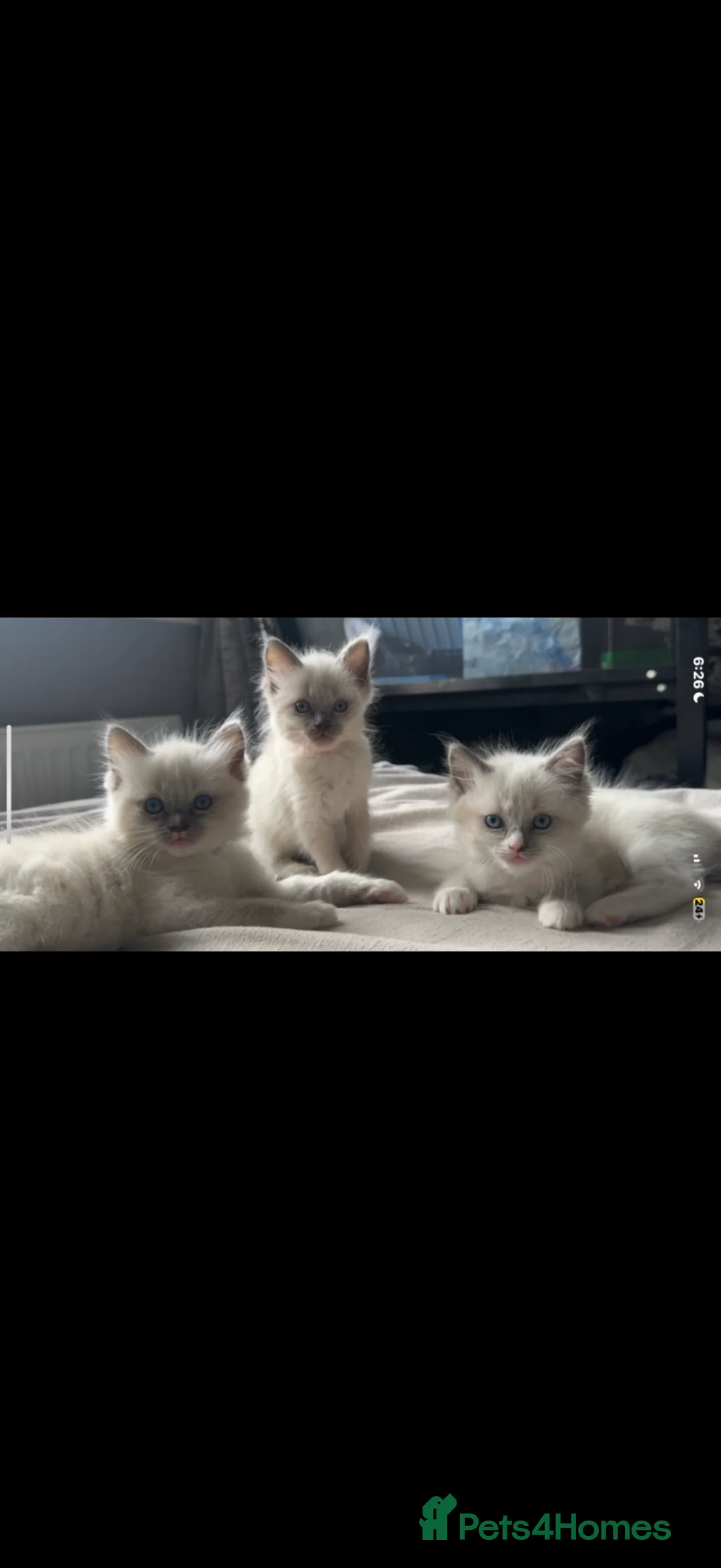 Ragdoll cats for sale: Ragdoll kittens in Glasgow - Advert 1