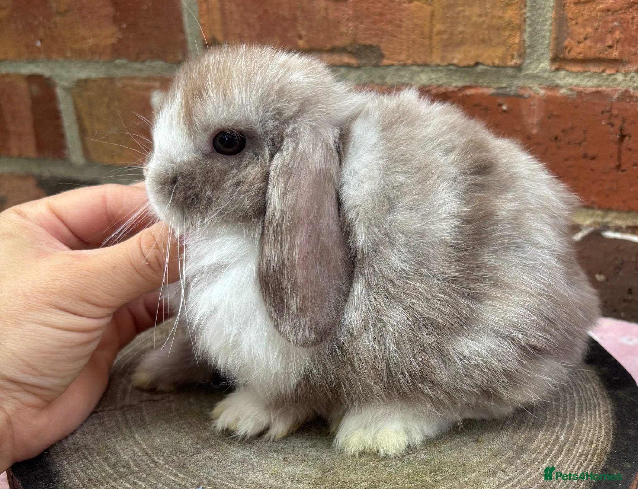 Mini Lop rabbits Pure bred pedigreed Mini lops ready now  - Advert 12