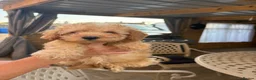Toy Poodle dogs for sale: Toy poodle  - Advert 3