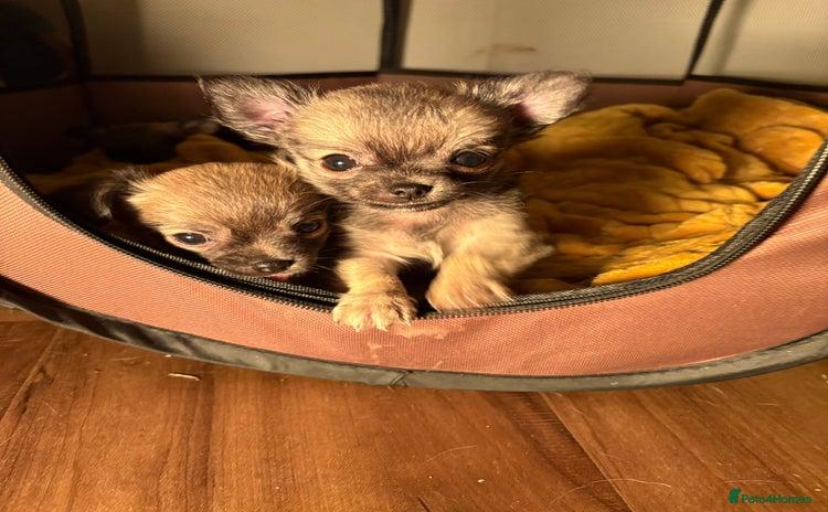 Chihuahua dogs - Advert 1