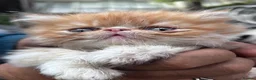 Persian cats for sale: Pure  **  Persian Kittens  in Birmingham - Advert 2
