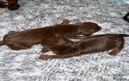Dachshund dogs for sale: Miniature dachshund puppies  - Image 8