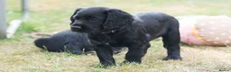 Sprocker dogs for sale: Sprocker puppies READY NOW - Advert 9