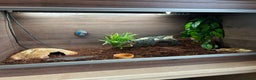 Leopard Gecko reptiles for sale: Male leopard gecko and all equipment  - Advert 4