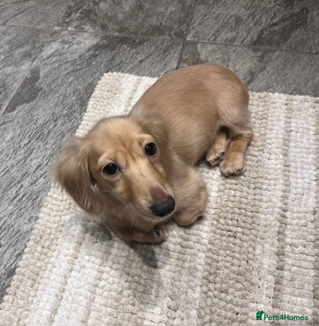 Miniature Dachshund dogs for sale: English Cream Miniature Dachshund Puppys - Image 8