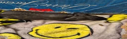 Guinea Pig rodents for sale: Baby Female Skinny Pigs For Sale  - Advert 7