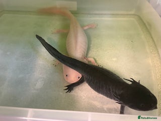 Axolotl reptiles - Advert 1