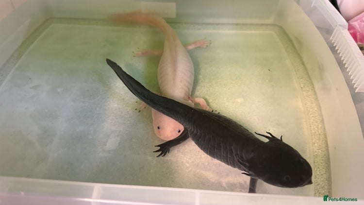 Axolotl reptiles - Advert 1