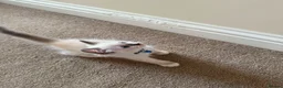 Ragdoll cats for sale: Purebred Ragdol Kitten - DNA Verified 100% - Advert 12