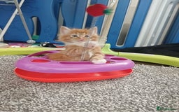 Norwegian Forest Cat cats for sale: Norwegian forest x in Basingstoke - Image 27