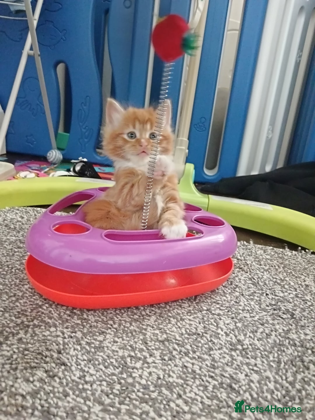 Norwegian Forest Cat cats for sale: Norwegian forest x in Basingstoke - Image 27