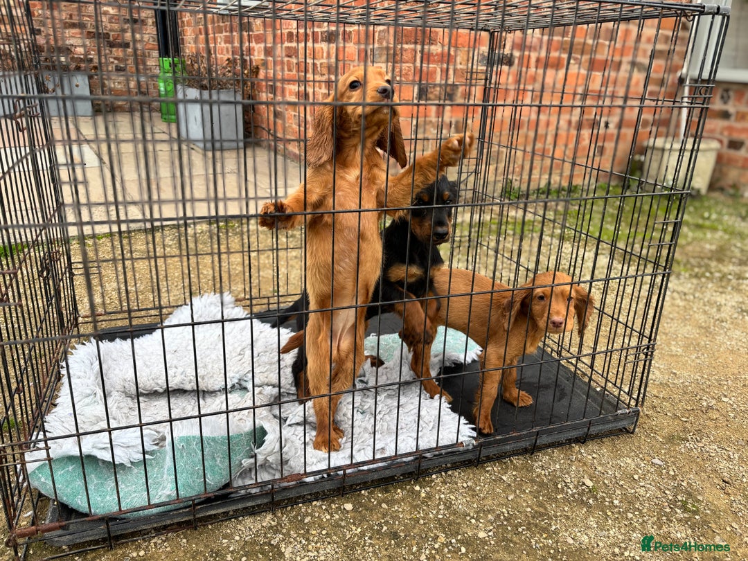 Cocker Spaniel dogs for sale: Working cocker spaniel - champion bloodlines  - Image 37