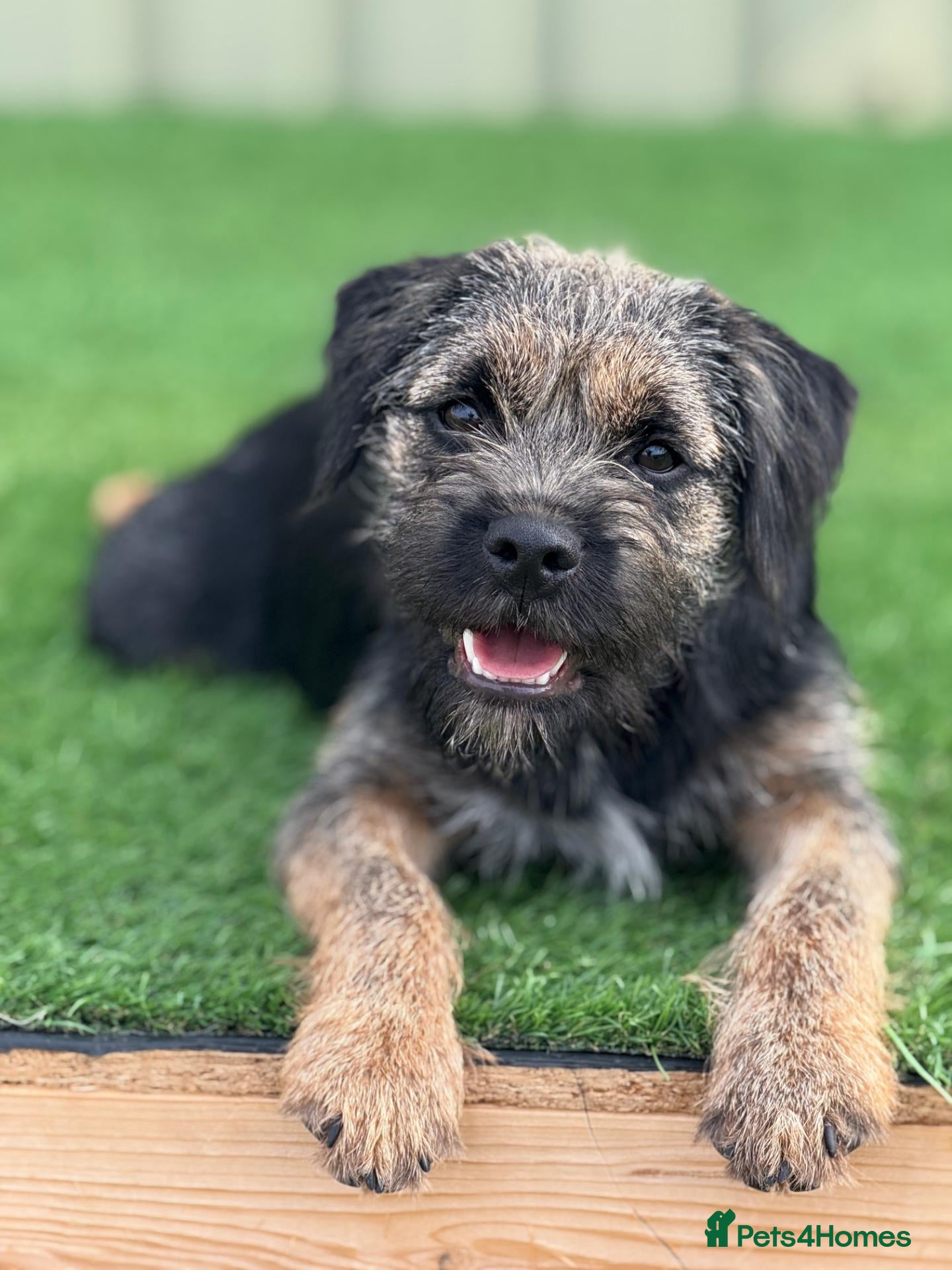 Border Terrier dogs Blue & Tan Border Terrier Stud – SLEM Clear - Advert 6