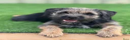 Border Terrier dogs for stud: Blue & Tan Border Terrier Stud – SLEM Clear - Advert 1