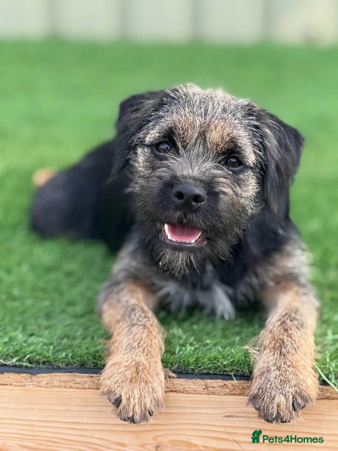 Border Terrier dogs for stud: Blue & Tan Border Terrier Stud – SLEM Clear - Advert 1