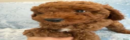 Toy Poodle dogs for sale: Beautiful health tested toy poodles  - Advert 6