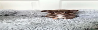 Chihuahua 2