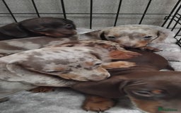 Miniature Dachshund dogs for sale: KC, PRA, STUNNING LITTER MIN,DASH😍 - Image 4