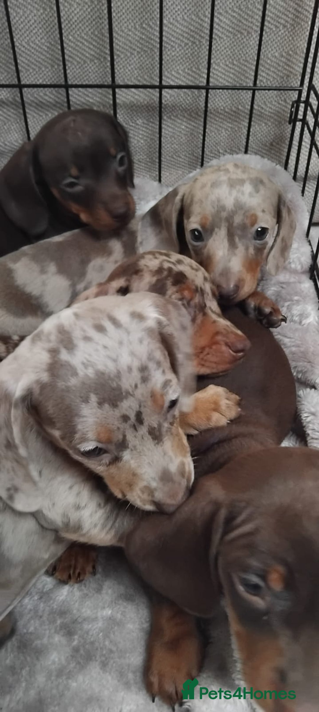 Miniature Dachshund dogs for sale: KC, PRA, STUNNING LITTER MIN,DASH😍 - Image 4