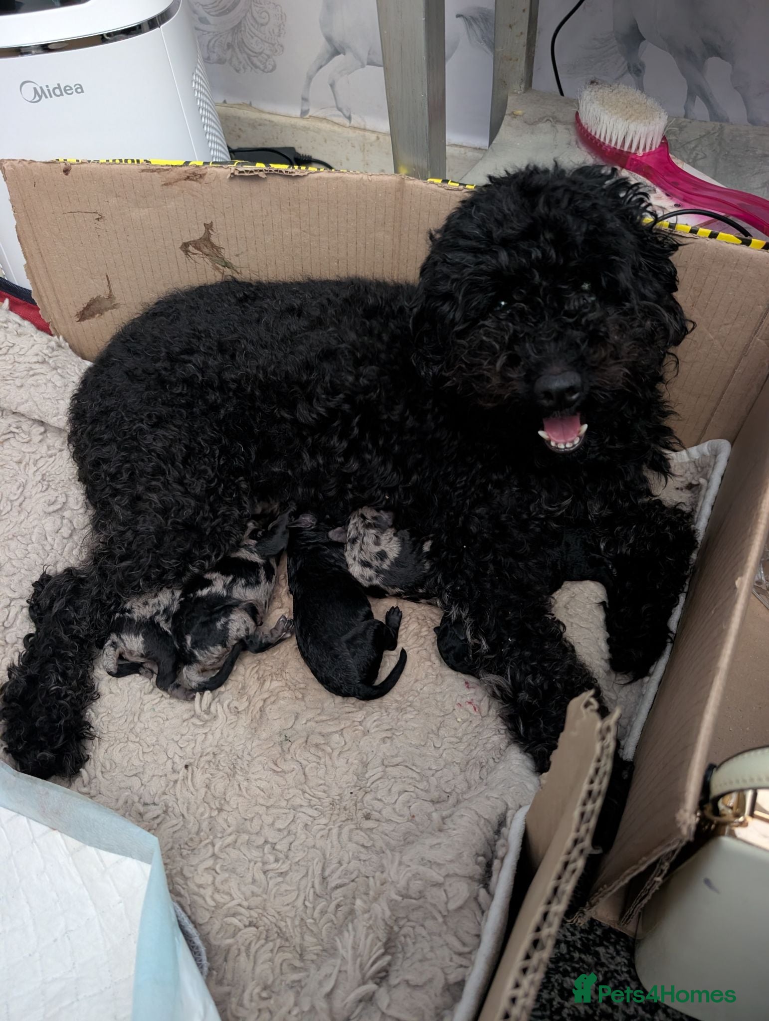 Cockapoo dogs Cockerpoo - Advert 1