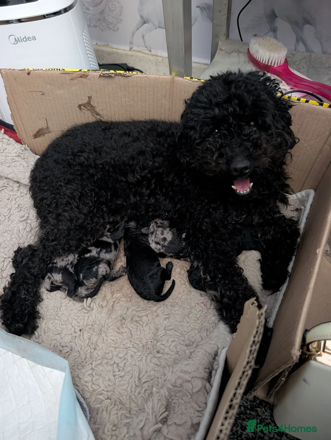 Cockapoo dogs for sale: Cockerpoo - Advert 1