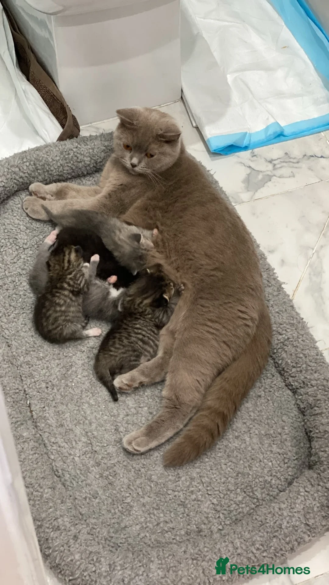 Mixed Breed cats for sale: British shorthair mix/ tabby cross kittens  - Advert 1