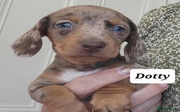 Miniature Dachshund dogs for sale: QUALITY MINIATURE DACHSHUND SMOOTH PUPS - Image 23