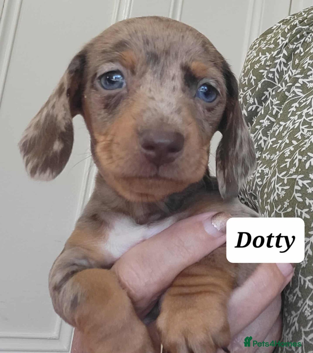 Miniature Dachshund dogs for sale: QUALITY MINIATURE DACHSHUND SMOOTH PUPS - Image 23
