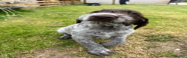 Liver & White Dog