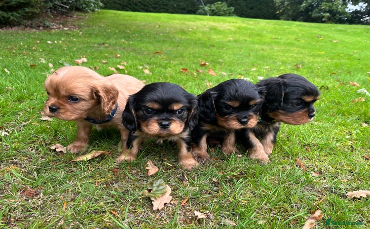 Cavalier King Charles Spaniel dogs - Advert 4