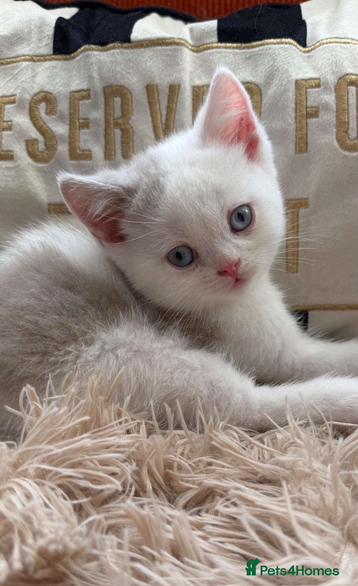 British Shorthair cats Last lilac bicolour BSH boy  - Advert 13