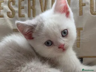 British Shorthair cats Last lilac bicolour BSH boy - Advert 13