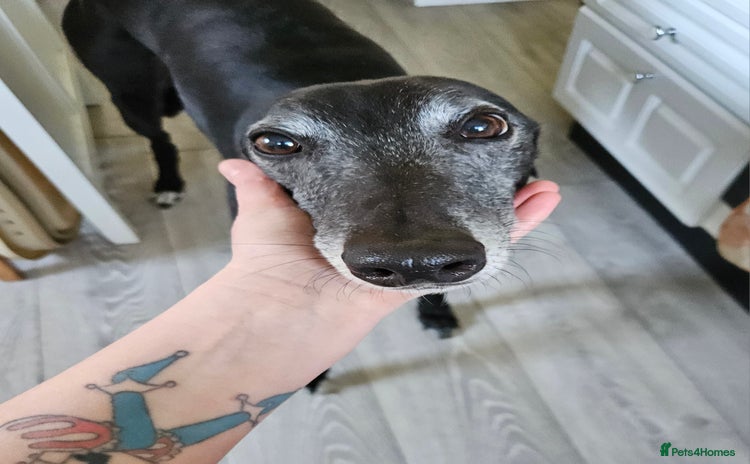 Greyhound dogs - Advert 8