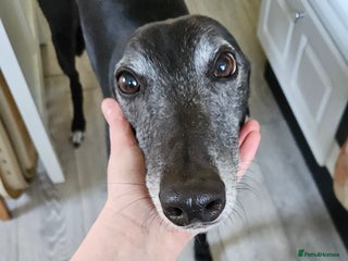 Greyhound dogs - Advert 2