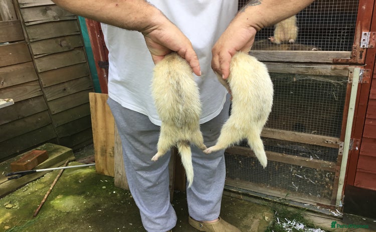 Ferret rodents - Advert 1