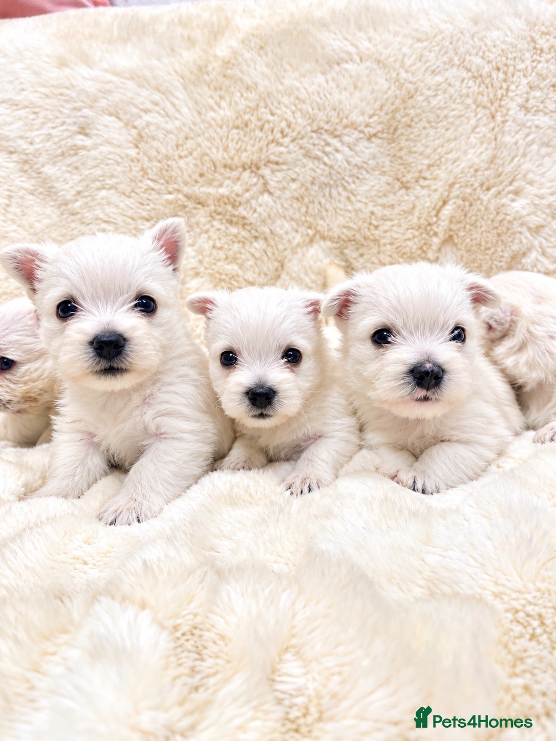 West Highland Terrier dogs for sale: STUNNING KC REGISTERED WESTIE PUPPYS BOYS & GIRLS  - Advert 1