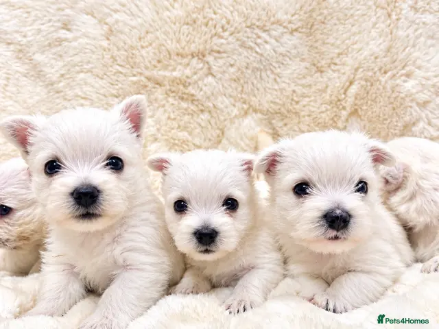 West Highland Terrier dogs for sale: STUNNING KC REGISTERED WESTIE PUPPYS BOYS & GIRLS - Advert 1