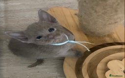 Mixed Breed cats for sale: Oriental X Siamese kittens  - Image 17