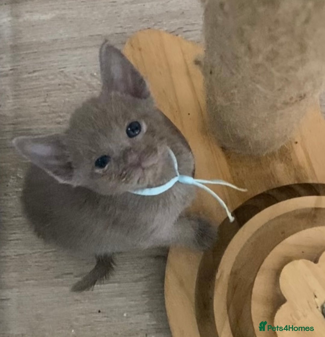Mixed Breed cats for sale: Oriental X Siamese kittens  - Image 17