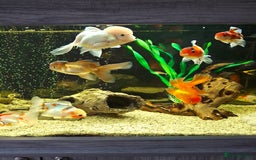 Fancy Goldfish fish for sale: Fancy Goldfish  - Image 7