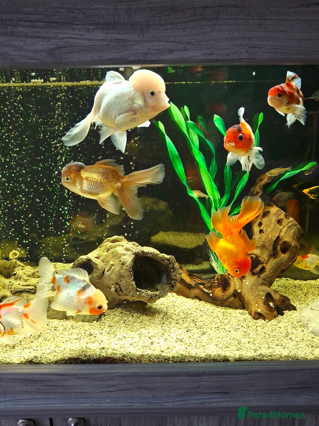 Fancy Goldfish fish for sale: Fancy Goldfish  - Image 7