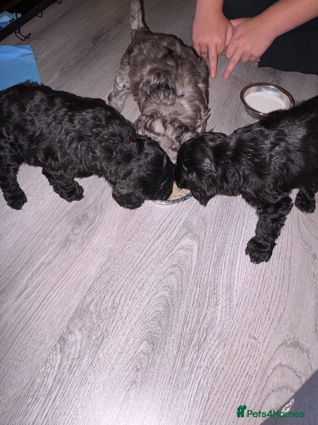 Cockapoo dogs for sale: For sale to beautiful pups  - Image 7
