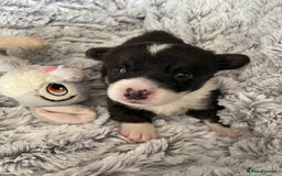 Welsh Corgi Cardigan dogs for sale: WELSH CARDIGAN CORGI BABIES FROM 5 ⭐ LICENSED HOME - Image 21
