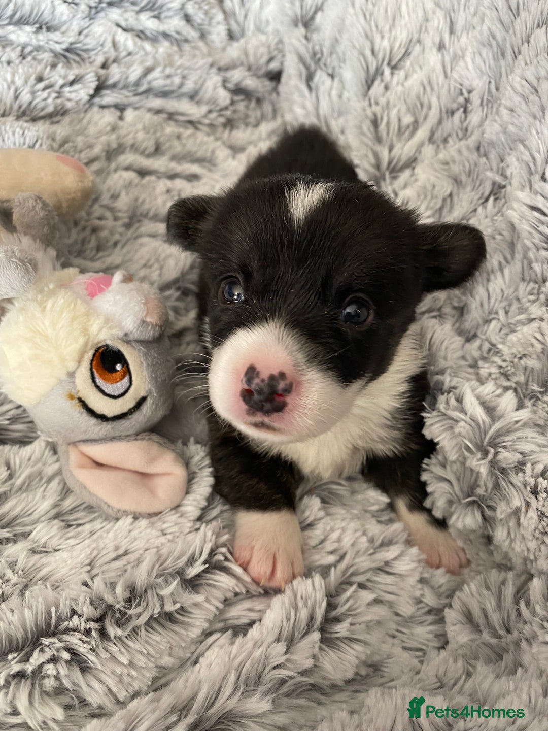 Welsh Corgi Cardigan dogs for sale: WELSH CARDIGAN CORGI BABIES FROM 5 ⭐ LICENSED HOME - Image 21