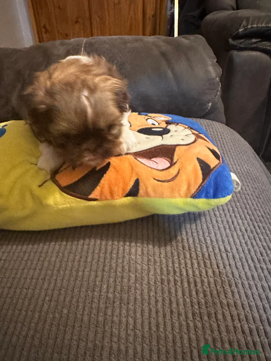 Shih Tzu dogs for sale: Cuddly boy x - Advert 1