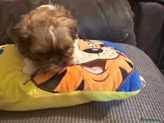 Shih Tzu dogs Cuddly boy x - Advert 1