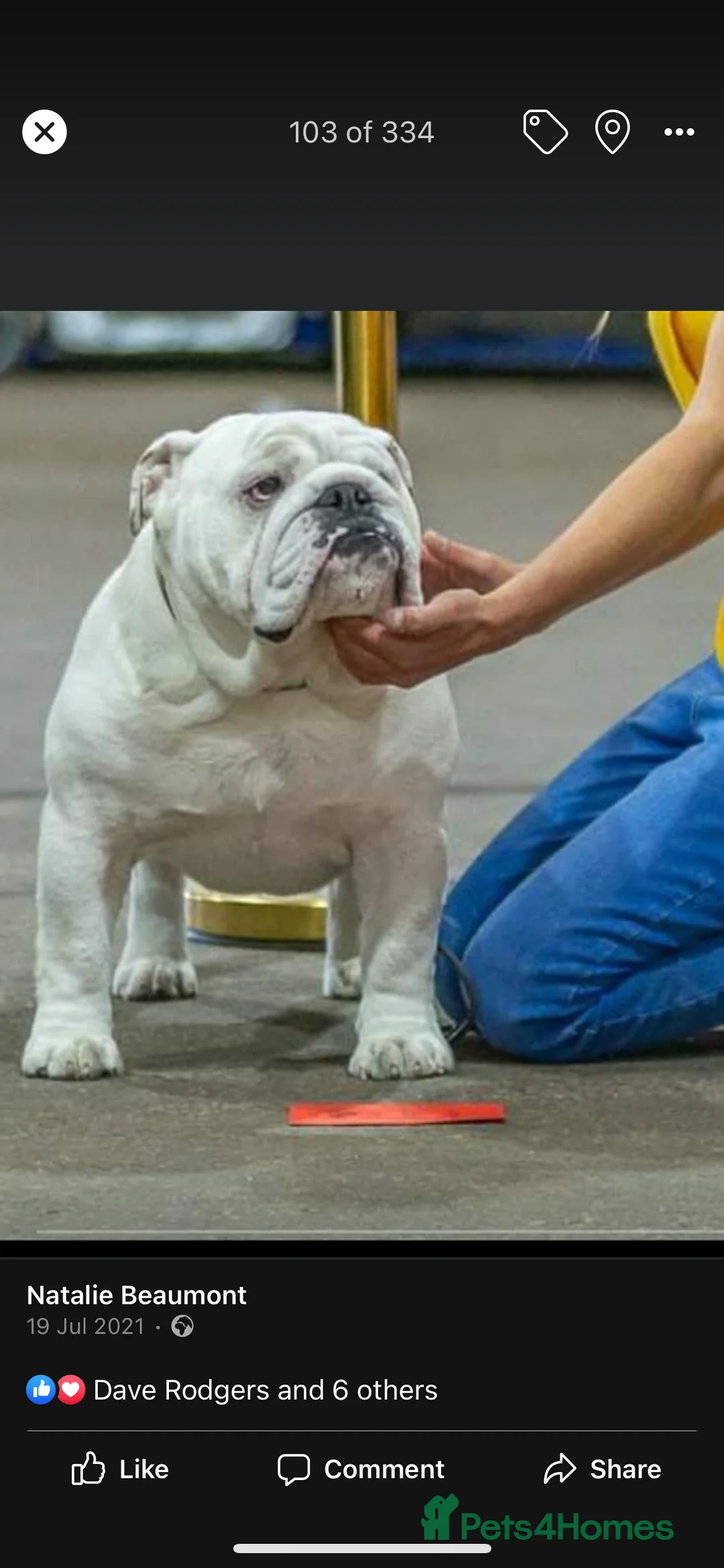 English Bulldog dogs for stud: Available for stud uk champion  in Bradford - Advert 5