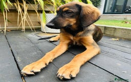 Mixed Breed dogs for adoption: Clover (Shepherd/Hound mix) - Image 4