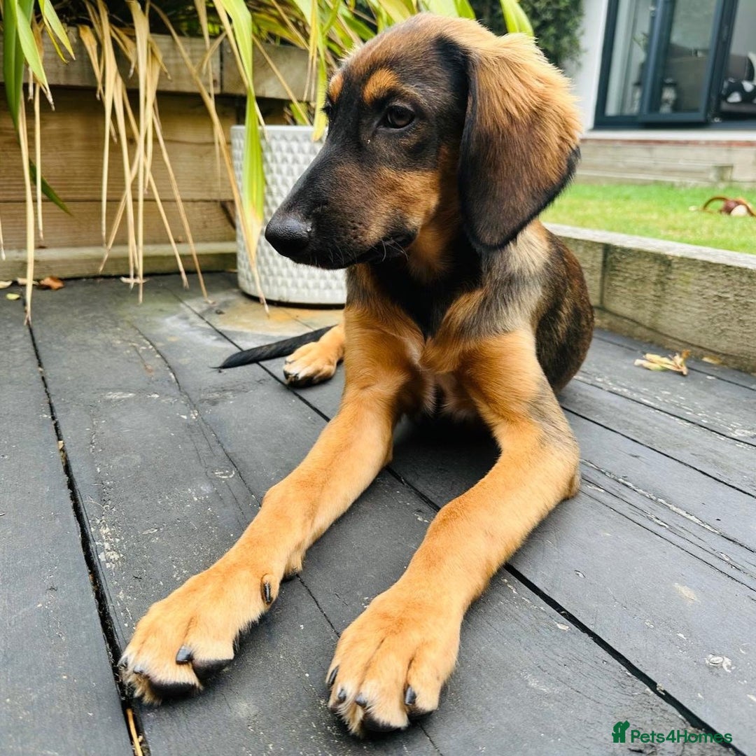 Mixed Breed dogs for adoption: Clover (Shepherd/Hound mix) - Image 4
